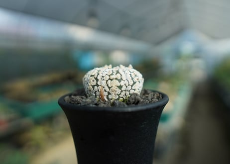アストロフィツム　スーパー兜 Astrophytum asterias 'Super Kabuto'