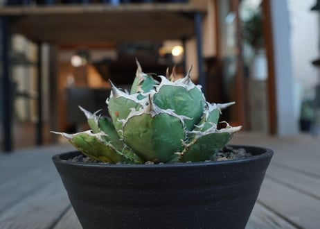 アガベ　チタノタ　FO76　agave titanota FO76