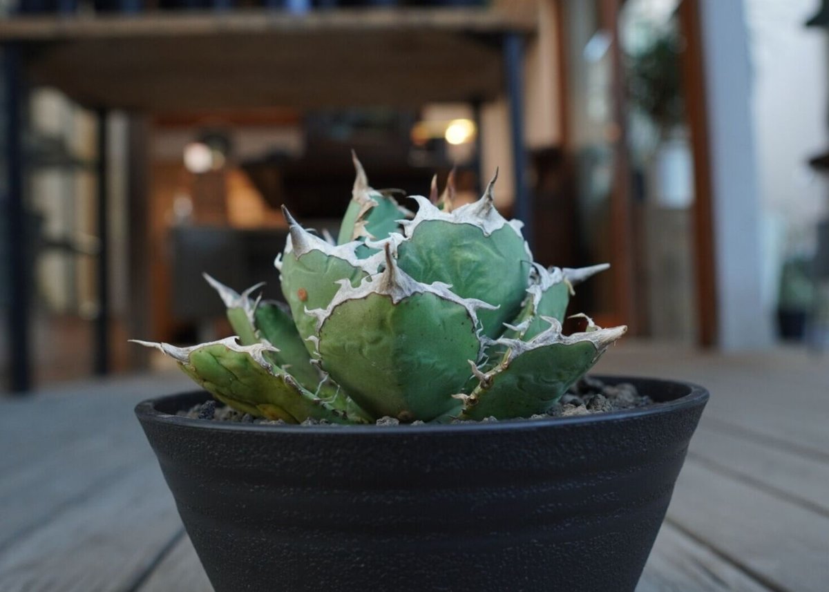 アガベ チタノタ FO76 agave titanota FO76 | mana's farm