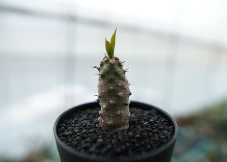 ユーフォルビア　パキポディオイデス  Euphorbia pachypodioides