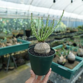 水やり忘れがちな方でも育てられる植物をアップします。 | mana's farm