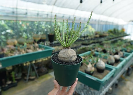 ユーフォルビア デシドゥア　Euphorbia decidua