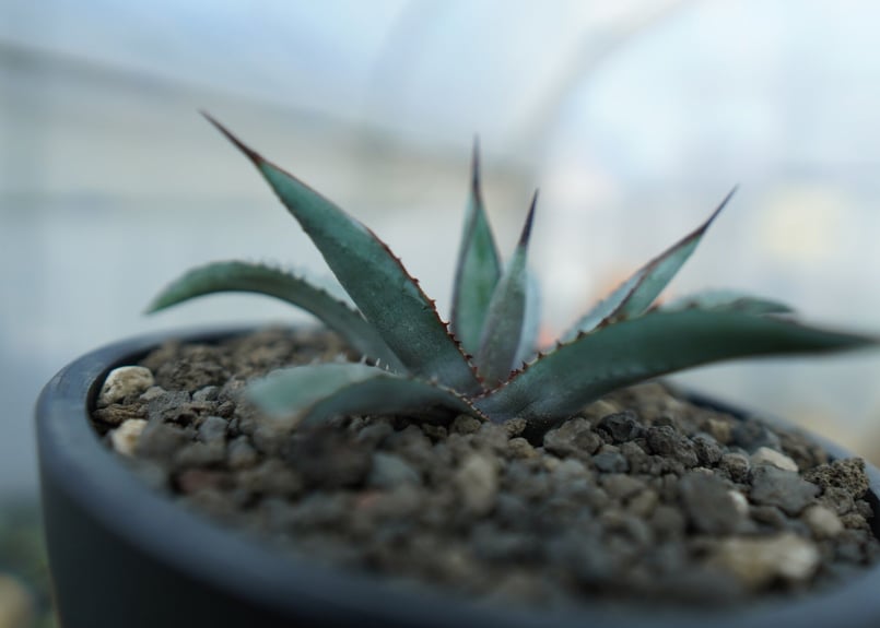 アガベ リトルシャーク Agave Little Shark | mana's farm:塊根