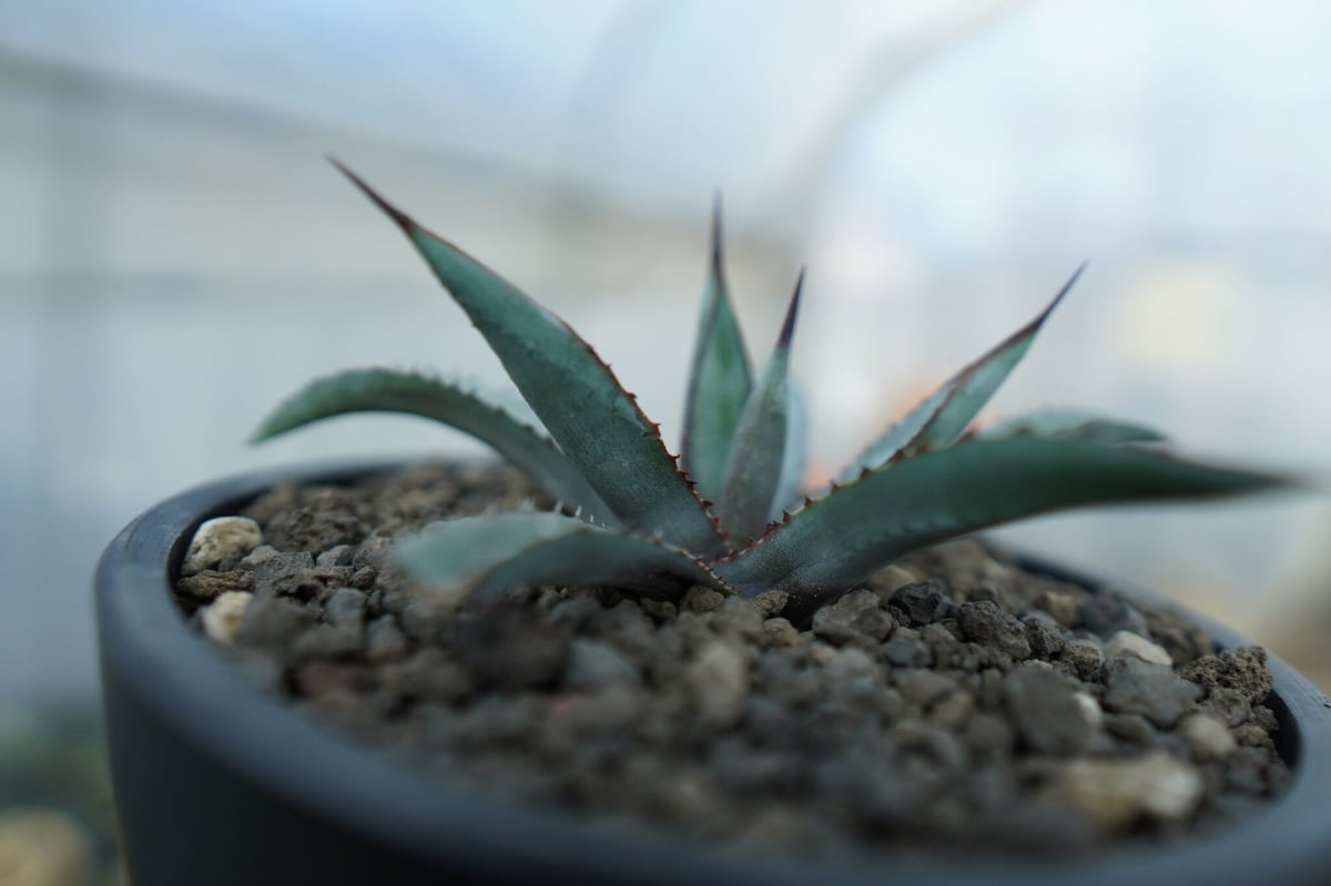 アガベ リトルシャーク Agave Little Shark | mana's farm:塊根