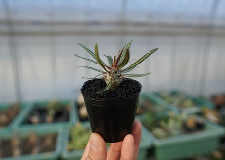 パキポディウム　グラキリス　 Pachypodium Gracilius  No.4