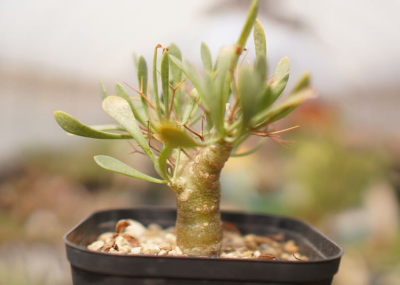 オトンナ ユーフォルビオイデス NO.1 | mana's farm:塊根植物・アガベ