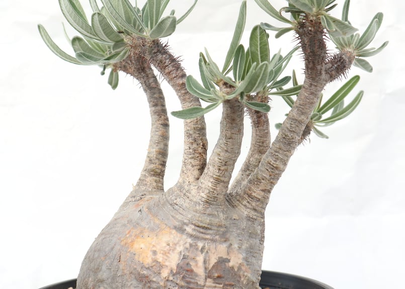 パキポディウム グラキリス No.133 | mana 