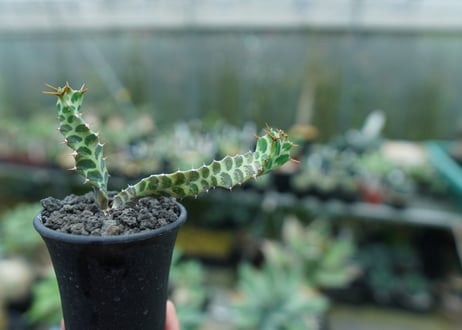 ユーフォルビア　ペルシステンス　Euphorbia persistens