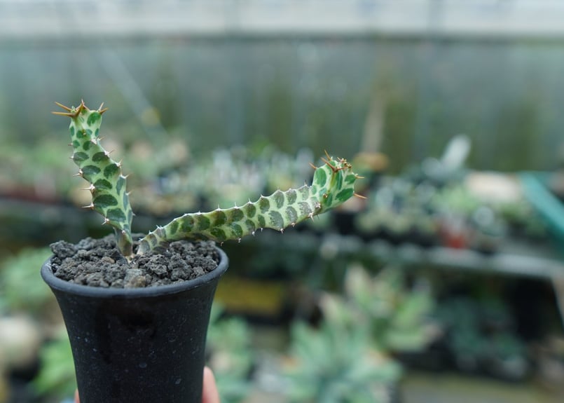 ユーフォルビア ペルシステンス Euphorbia persistens | mana's f