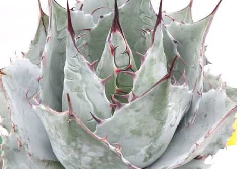 Agave parrasana Globe  no.2