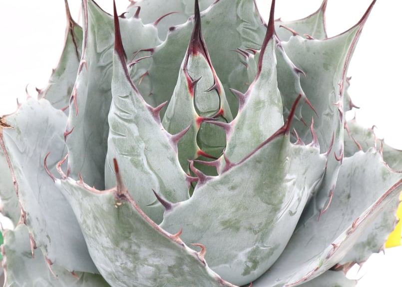 Agave parrasana Globe no.2 | mana's farm:塊根植物・