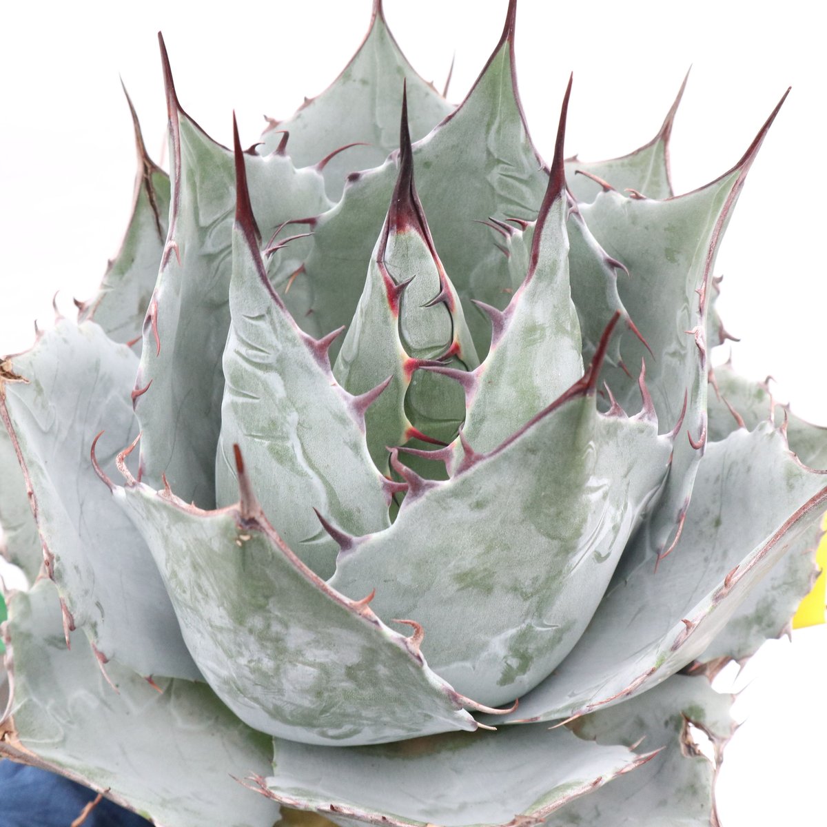 Agave parrasana Globe no.2 | mana's farm:塊根植物・