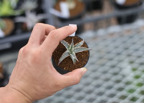 dyckia Nagas