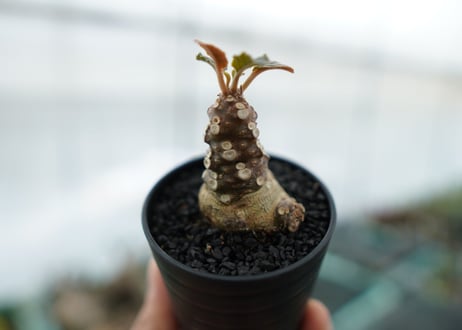 ドルステニア フォエチダ Dorstenia foetida　No.3