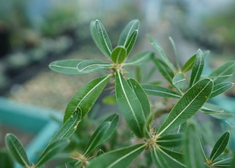 パキポディウム　ロスラーツム　Pachypodium rosulatum