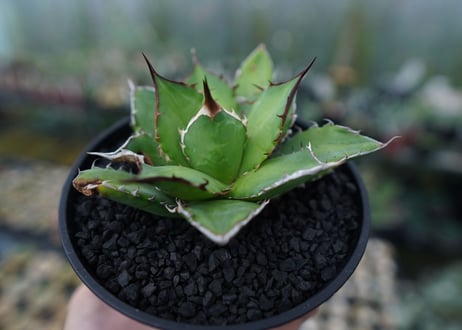 アガベ　チタノタ　Agave titanota　No.4
