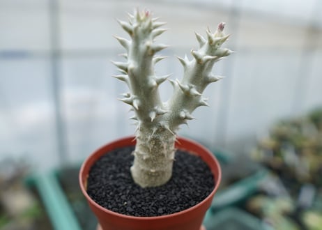 パキポディウム　デンシフローラム　Pachypodium densiflorum　No.9
