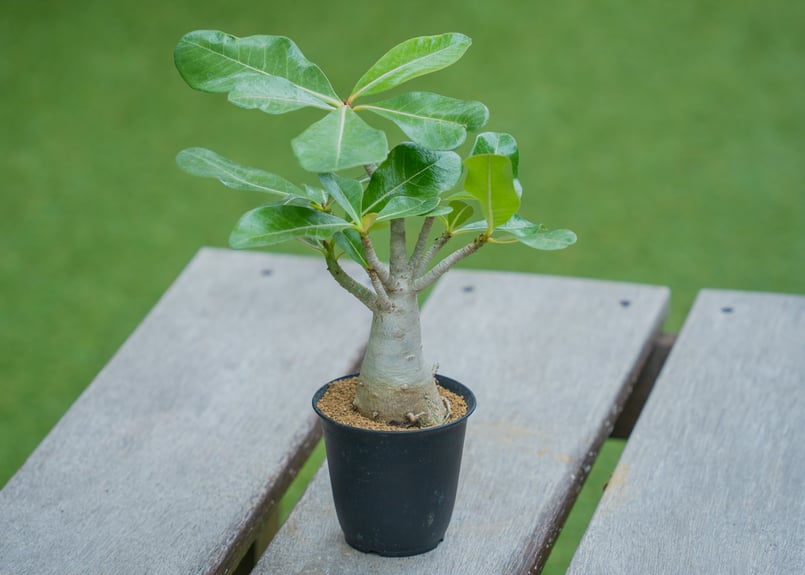 アデニウム　アラビカム　タイ産 アデニウム アラビカム｜コンパクトで美しい樹形の塊根植物｜タイ育種