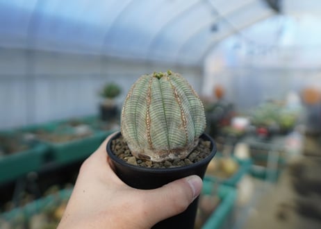 ユーフォルビア　オベサ　Euphorbia obesa  E3