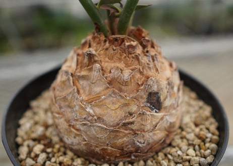エンセファラルトス　 ホリダス　Encephalartos horridus　 NO.4