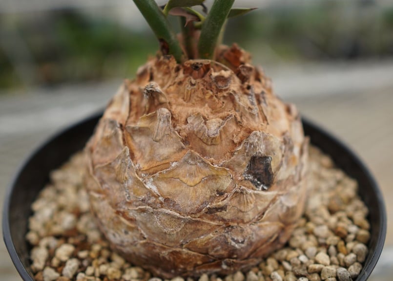 エンセファラルトス・ホリダス (Encephalartos horridus ) 楽天市場】1番人気のエンセ【現品・現物】エンセファラルトス