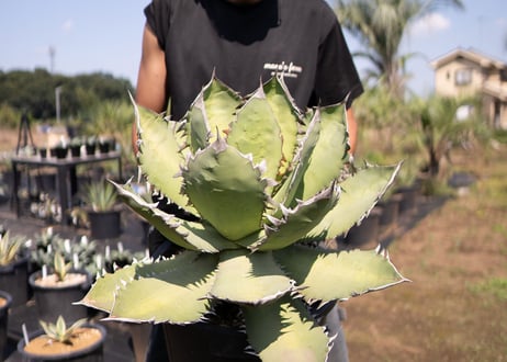 Agave Fo-76 特選特大株のカキコ株