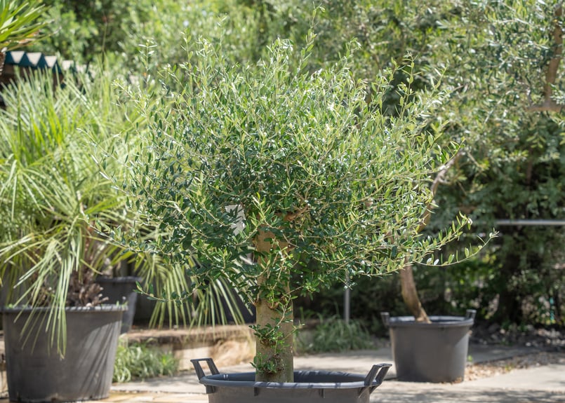 創樹　オリーブ　ネバディロブランコ　14 オリーブ ネバディロブランコ 14【現品】観葉植物 創樹 SOUJU 6
