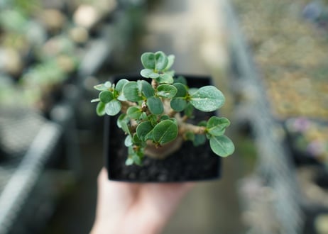 アデニウム　Adenium　No.4