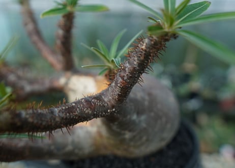 パキポディウム　グラキリス　Pachypodium gracilius　No.1