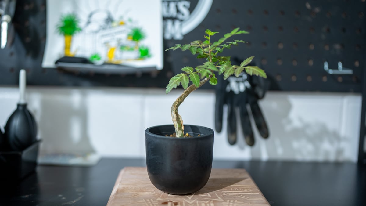ブルセラ　フラジリス【実生】 現品限り】ブルセラ・ファガロイデス 実生【C100】 Bursera