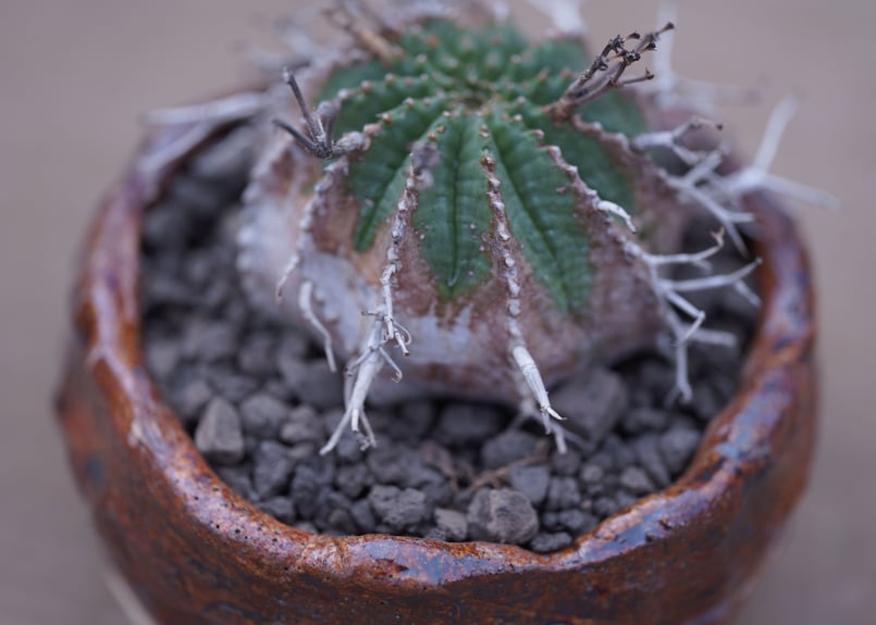 ユーフォルビア バリダ Euphorbia valida | mana's farm:塊根植