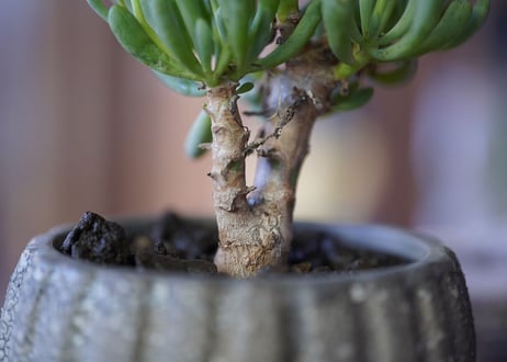 Othonna clavifolia
