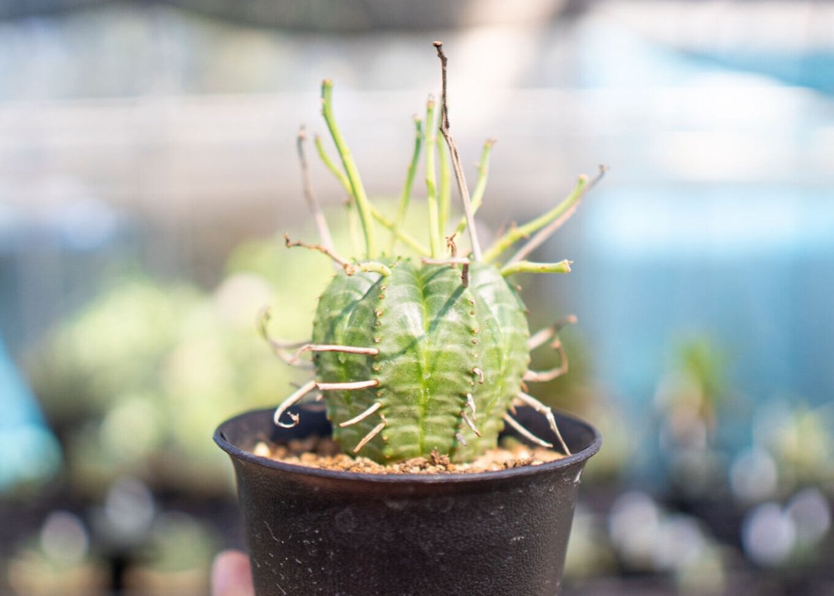 ユーフォルビア バリダ | mana's farm:塊根植物・アガベ・ドライ