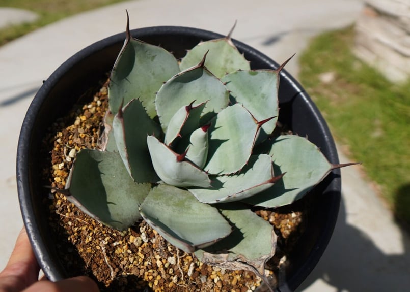 アガベ パリートランカータ NO.2 | mana's farm:塊根植物・アガベ