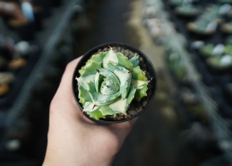 アガベ　王妃雷神錦　白中斑　Agave　“Ohi Raijin Nishiki Shironakahu”