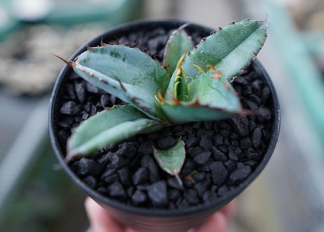 アガベ　チタノタ　 ブラックアンドブルー 　Agave titanota black and blue　No.10