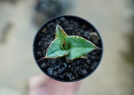 カキコアガベ　チタノタ　FO-76　agave titanota  FO-76　子株