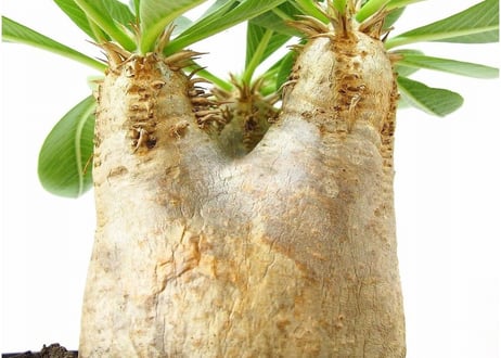 Pachypodium eburneum 　パキポディウム エブレネウム №１