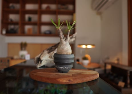 パキポディウム　グラキリス　 Pachypodium Gracilius