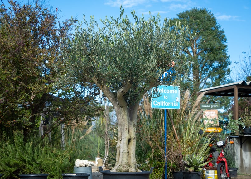 オリーブ古木2 Old Olive 古木オリーブ［No.07］× 11号鉢 (φ33cm) | Botanic