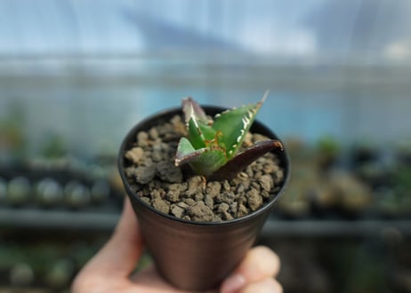 アガベ　チタノタ　ハデス　Agave titanota Hades　No.2