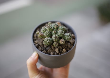 ユーフォルビア プサアドグロボーサ 　Euphorbia pseudoglobosa