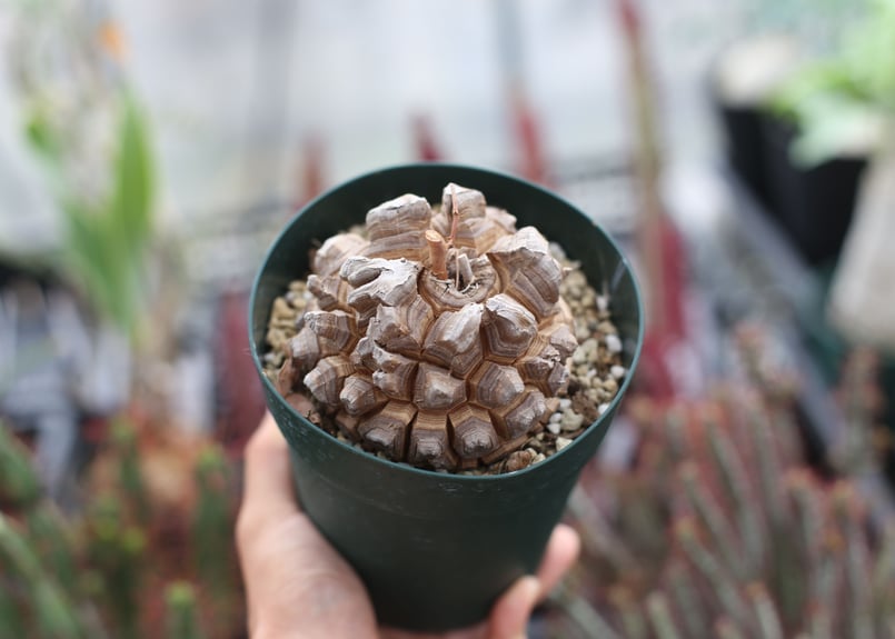 亀甲竜 | mana's farm:塊根植物・アガベ・ドライガーデン植物販売|マナ