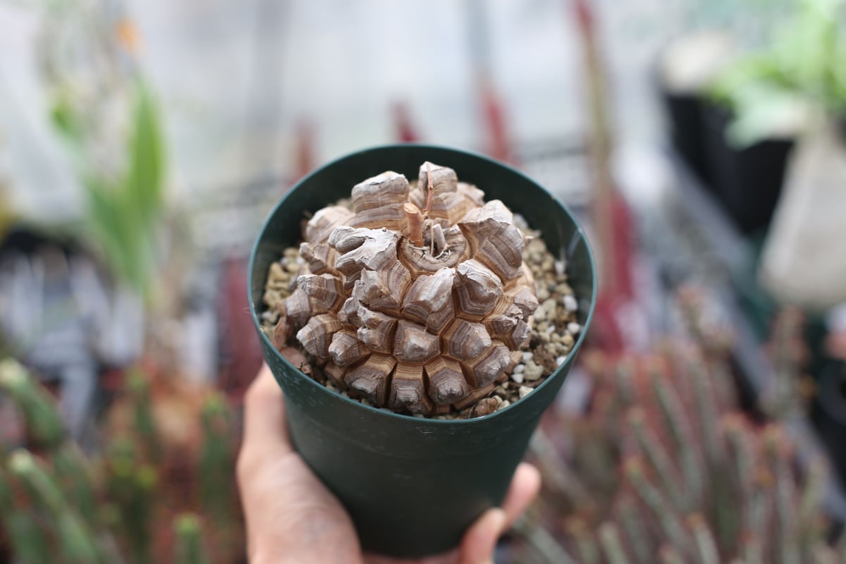 亀甲竜【特大胴まわり58cm】 オスメス不明 そのまま発送 itanse_tan00736