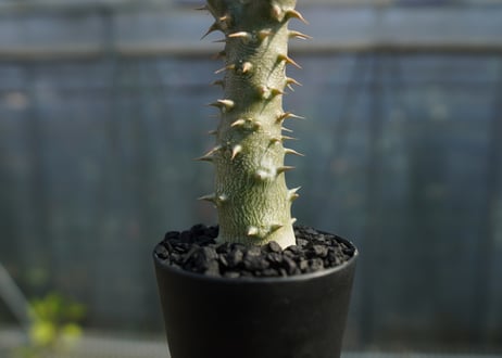 パキポディウム ホロンベンセ　Pachypodium　 horombense