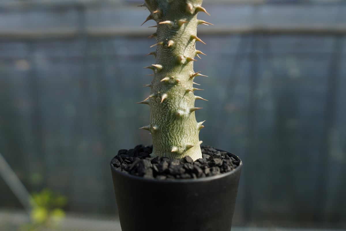 パキポディウム ホロンベンセ Pachypodium horombense | mana's