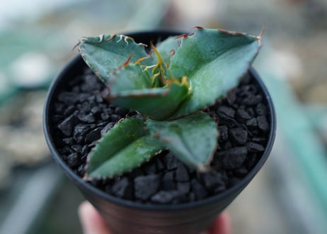 アガベ　チタノタ　 ブラックアンドブルー 　Agave titanota black and blue　No.7