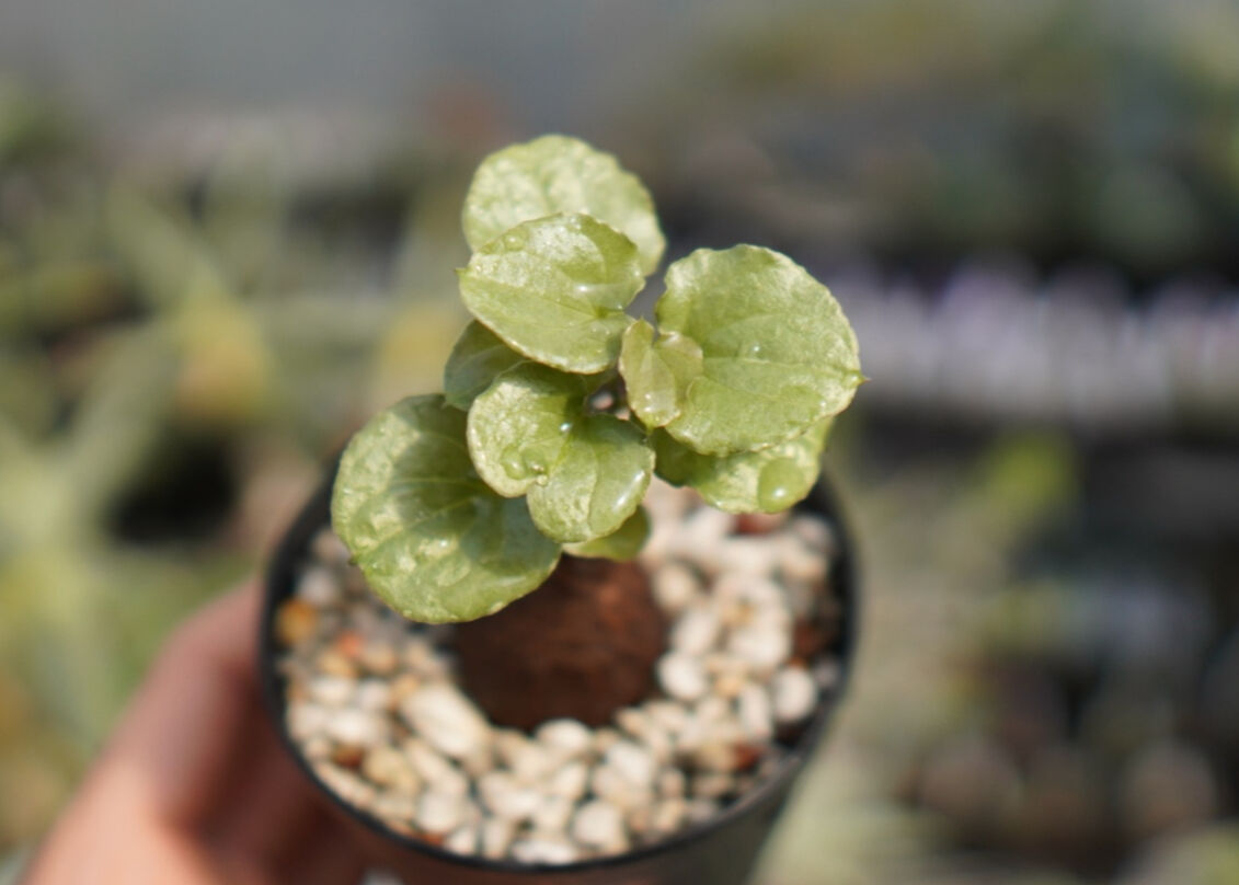 実生亀甲竜　4株セット マナズファーム産】亀甲竜 実生 No.4 | mana's farm:塊根植物