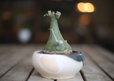アデニア　グラウカ　Adenia glauca