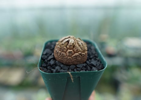 亀甲竜　Dioscorea elephantipes　No.2